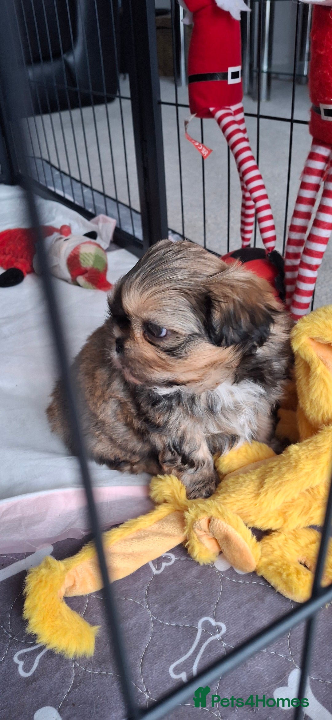 Shih Tzu dogs for sale: Full bred shih tzu 2 boys - Advert 15
