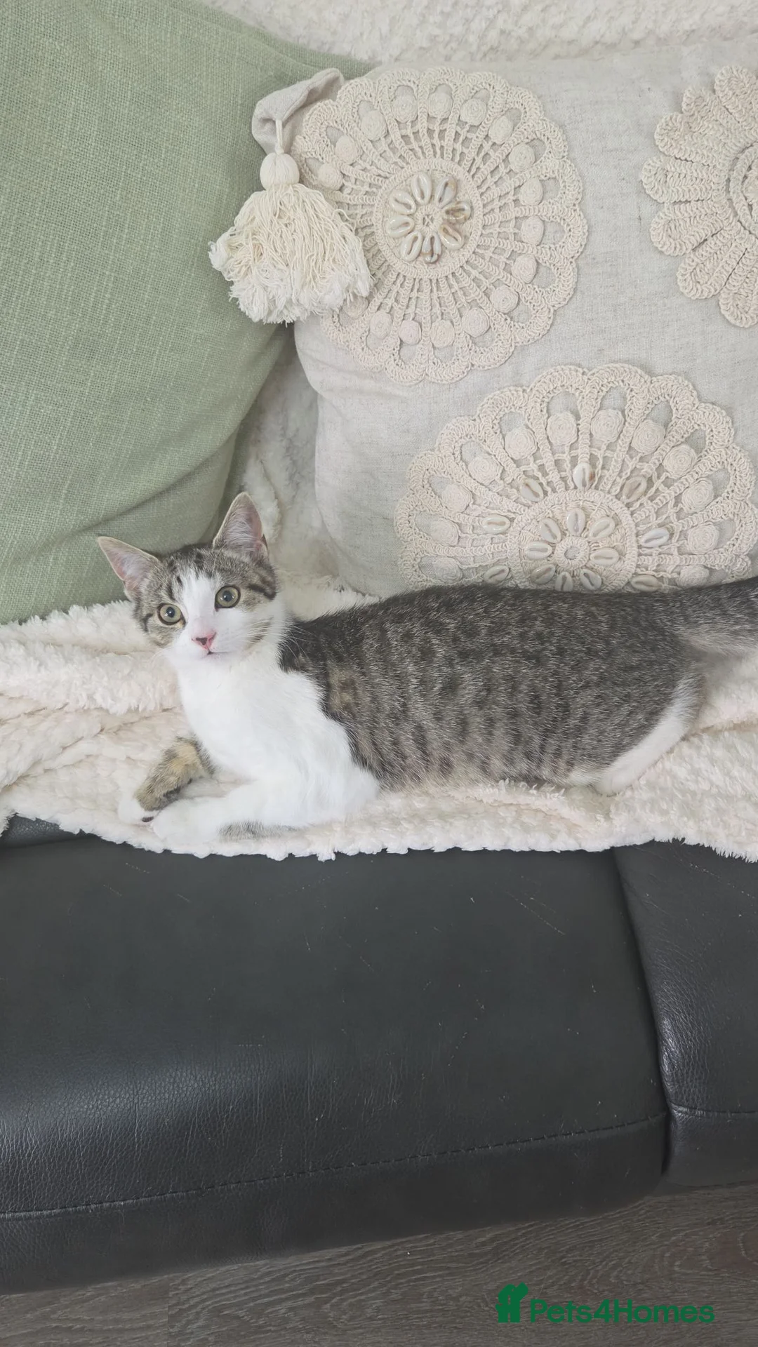 Mixed Breed cats for sale: Dotty in Newbiggin-by-the-Sea - Advert 7