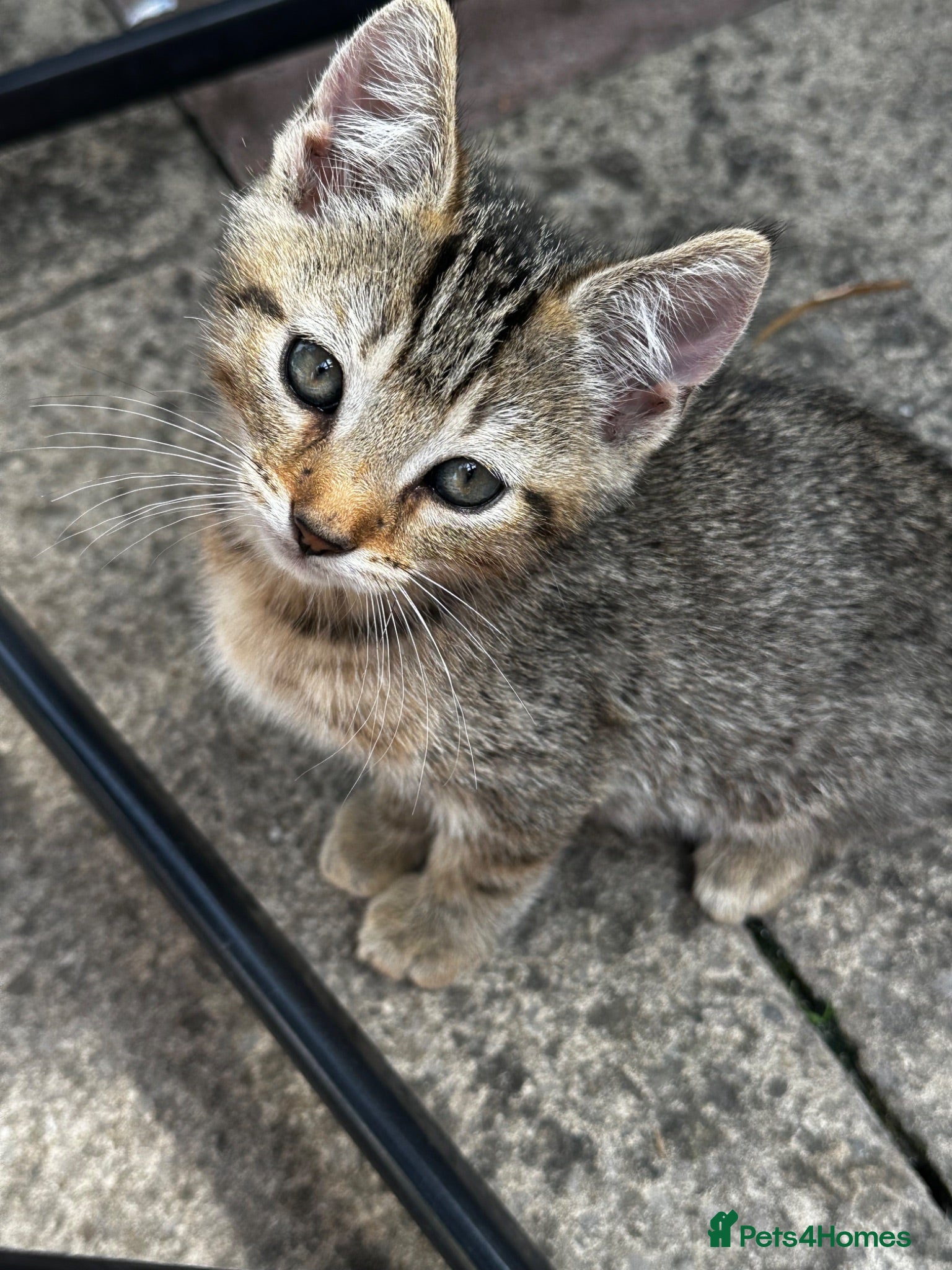 Mixed Breed cats Beautiful kittens ready for new home🐈 - Advert 1
