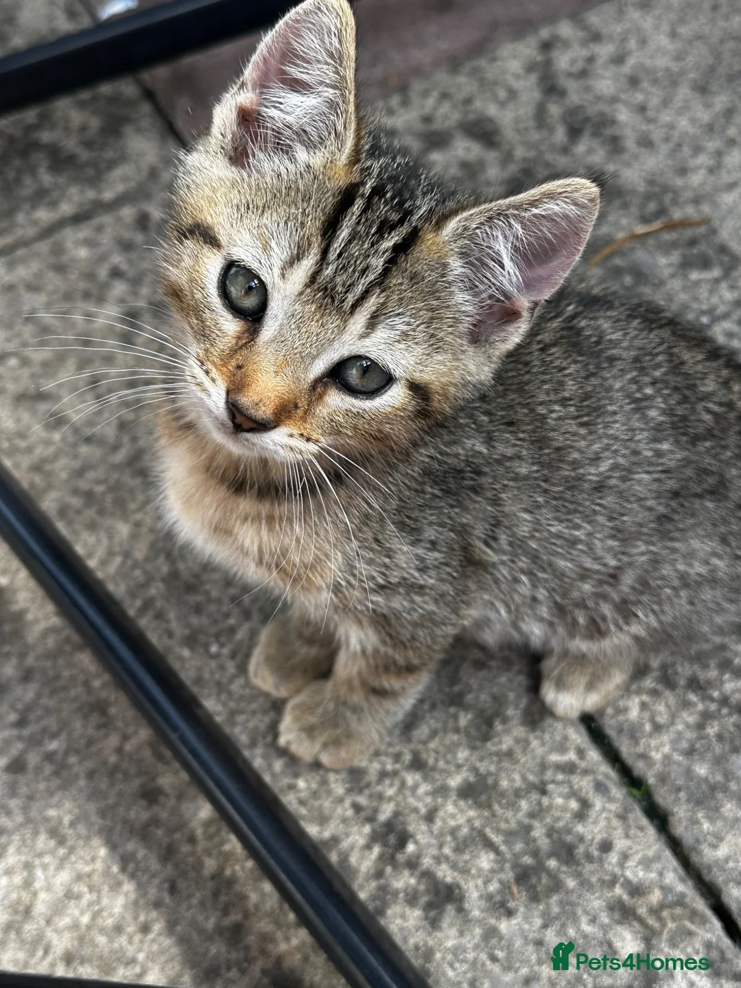 Mixed Breed cats for sale: Beautiful kittens ready for new home🐈 - Advert 1