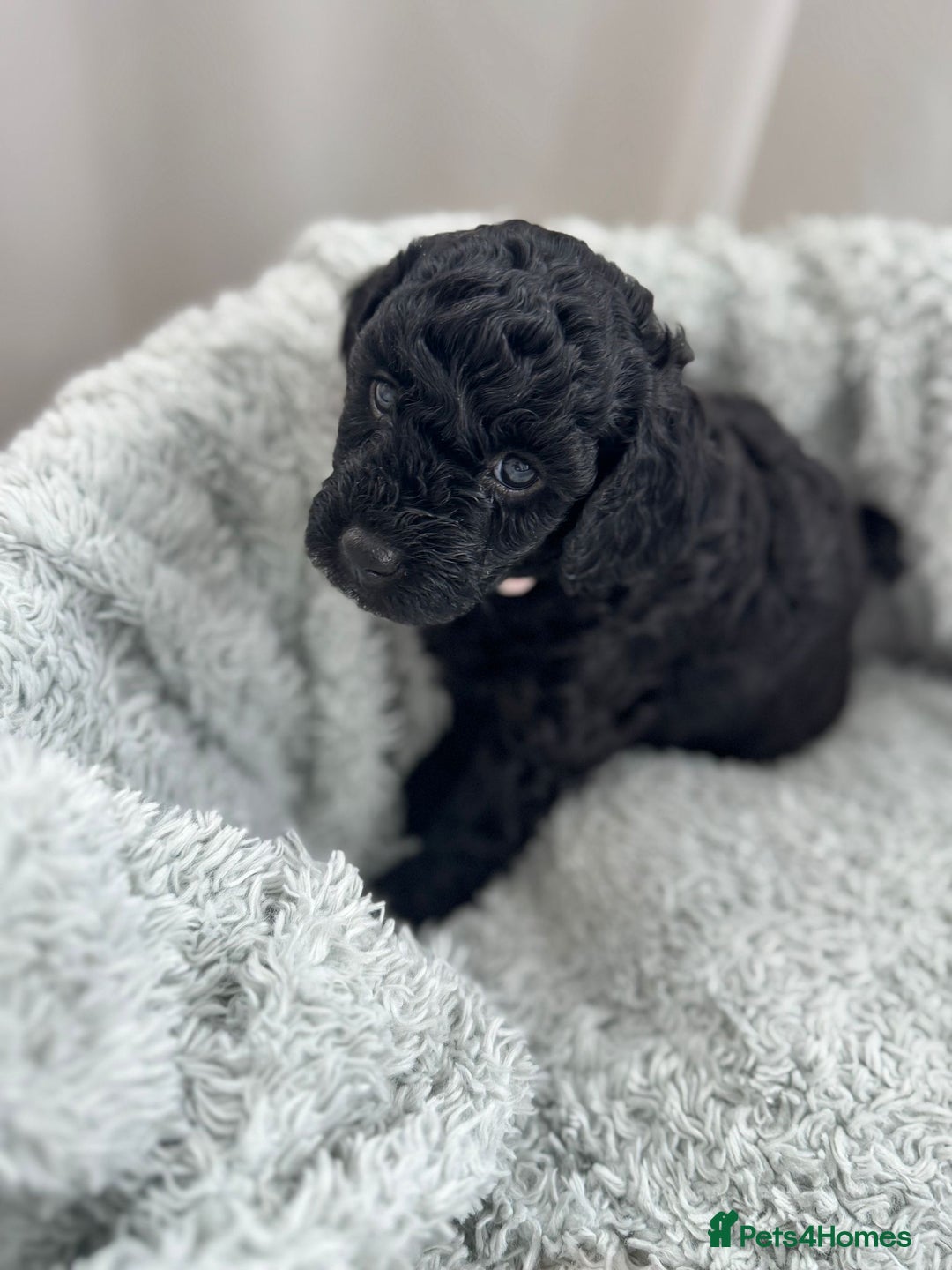 Mini Goldendoodle dogs for sale: A Bundle of Joy F1BB Mini Goldendoodle - Image 21