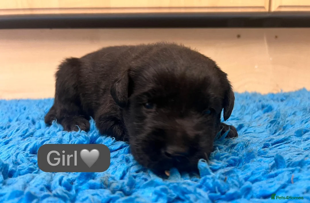 Labrador Retriever dogs for sale: Gorgeous chunky black Labrador puppies  - Advert 6