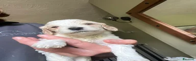 Cockapoo 8