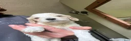 Cockapoo dogs for sale: F1 Roan Cockapoo-health tested,full refund guarant - Advert 17