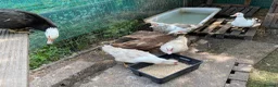 Ducks poultry for sale: Muscovy Duck hatching eggs in Nottingham - Advert 4