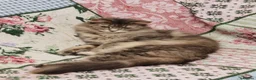 Maine Coon cats for sale: Three beautiful Maine Coon kittens - Advert 25