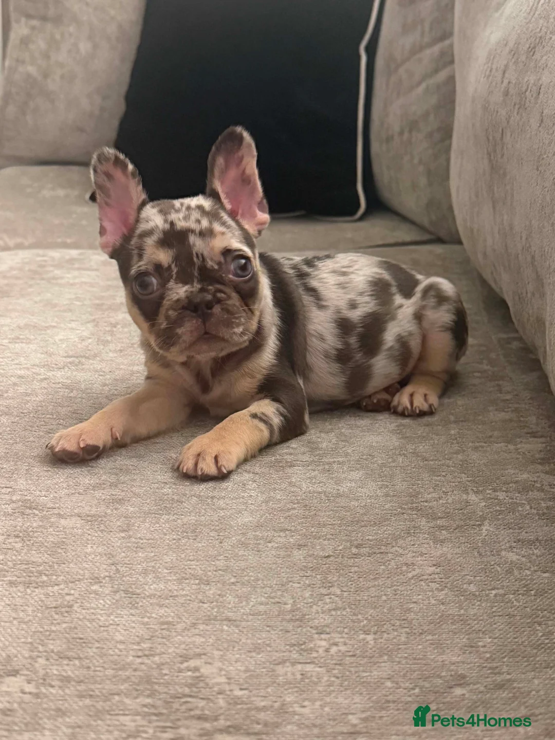French Bulldog dogs for sale: Chocolate & tan female - Advert 2