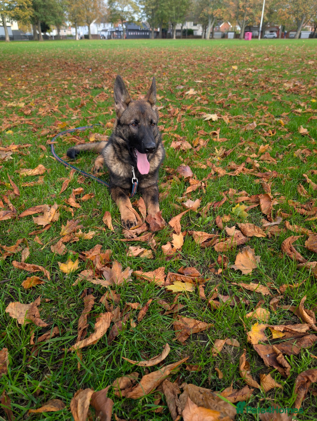 German Shepherd dogs for sale: German Shepherd puppies  in Scunthorpe - Image 6