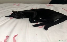Mixed Breed cats for sale: Kitten for sale  - Image 2