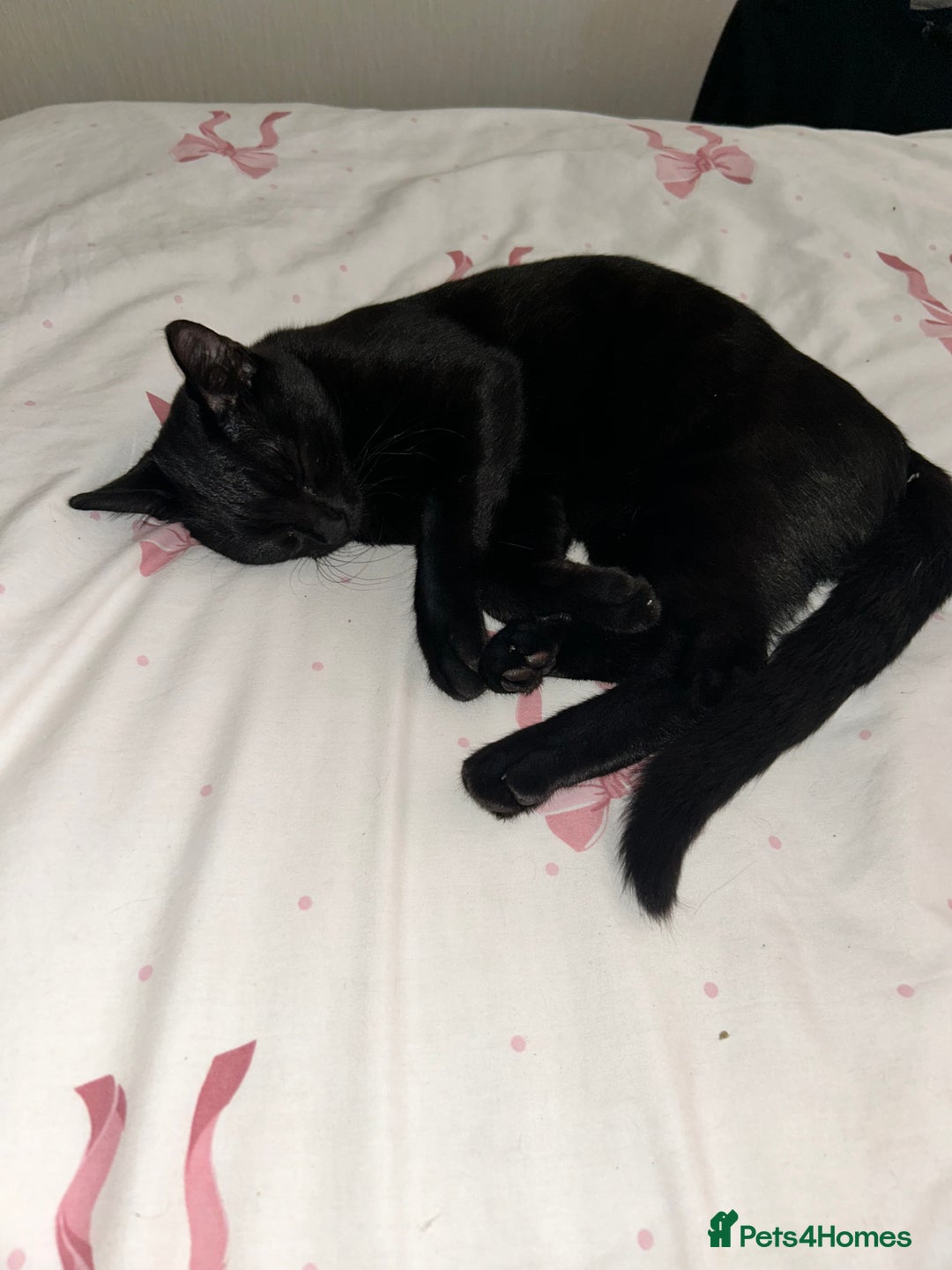 Mixed Breed cats for sale: Kitten for sale  - Image 2