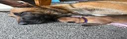 Belgian Shepherd Dog dogs for sale: Belgian Malinois Puppies  in Billingham - Advert 5