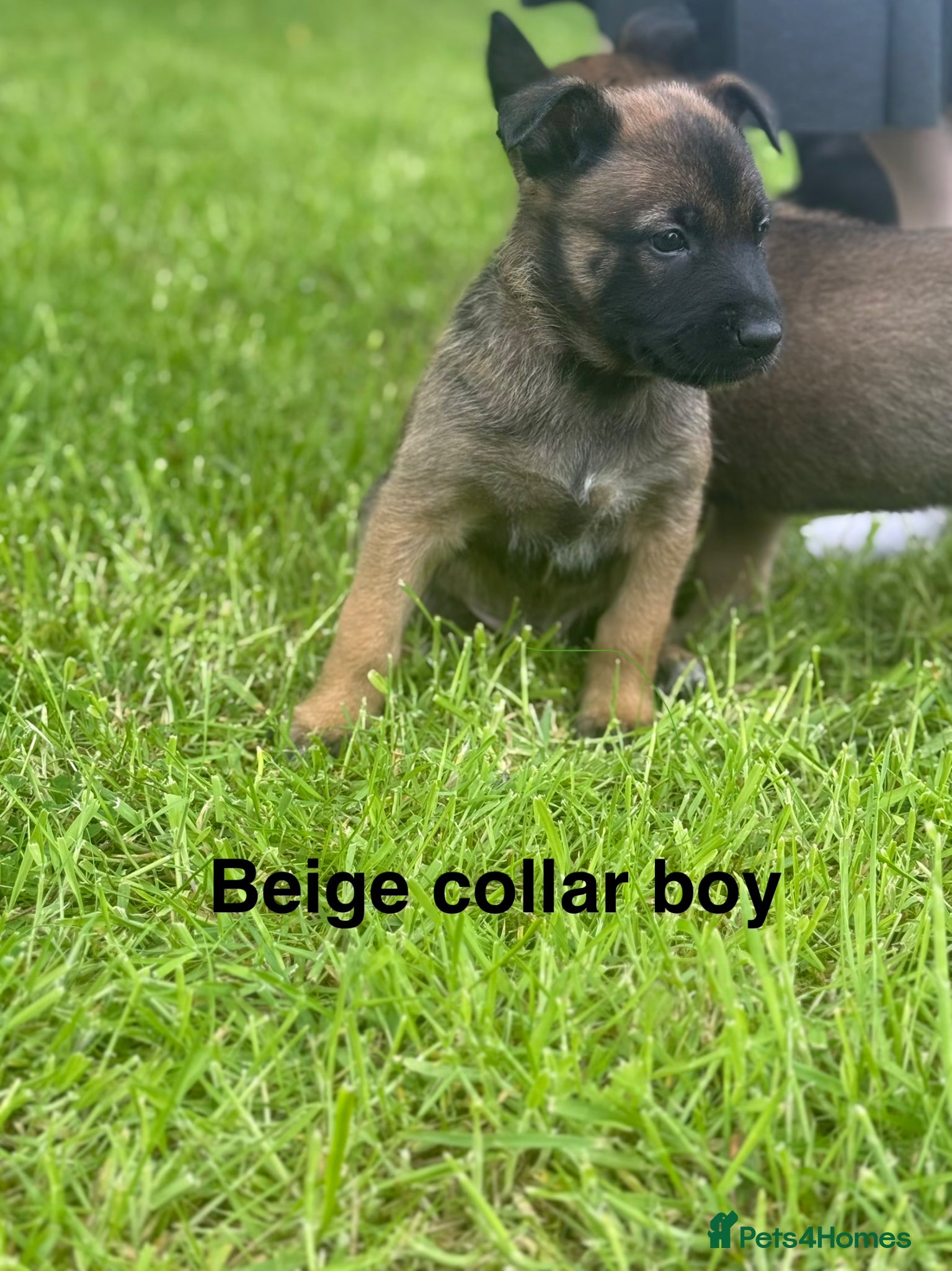 Belgian Shepherd Dog dogs 3 Belgian Malinois puppies left   - Advert 5