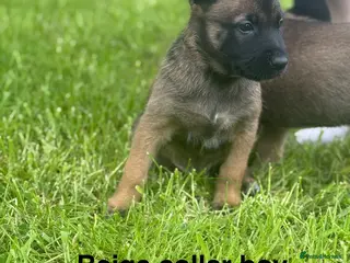 Belgian Shepherd Dog dogs 3 Belgian Malinois puppies left - Advert 5