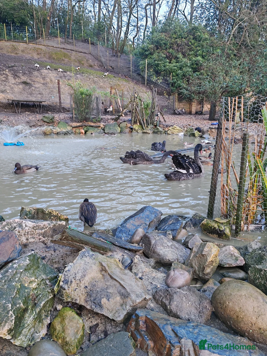 Waterfowl poultry for sale: Black swans  - Advert 2