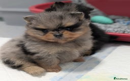 Pomeranian dogs for stud: BEST LOOKING TEDDY ** MERLE & TAN STUD IN THE UK  in Hartlepool - Image 6