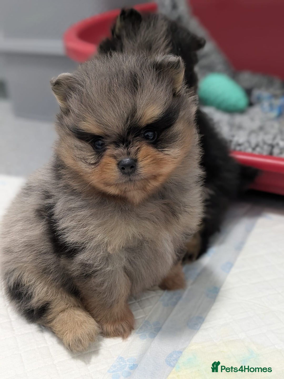 Pomeranian dogs for stud: BEST LOOKING TEDDY ** MERLE & TAN STUD IN THE UK  in Hartlepool - Image 6