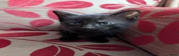 Mixed Breed cats for sale: Kittens for sale in Wisbech - Advert 5