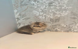 Munchkin cats for sale: 2 tiny legged rug hugger Persian munchkins - Image 10
