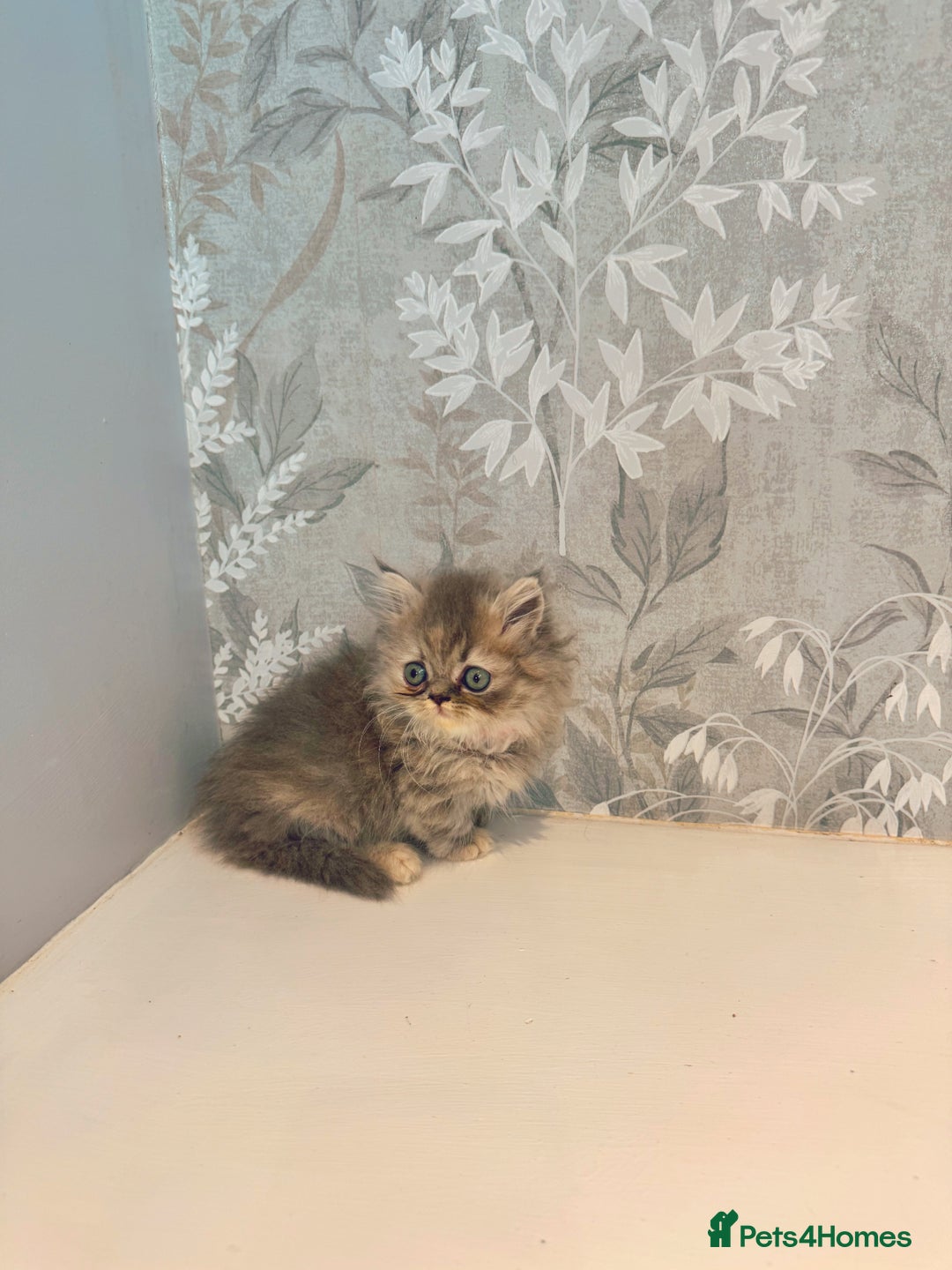 Munchkin cats for sale: 2 tiny legged rug hugger Persian munchkins - Image 10
