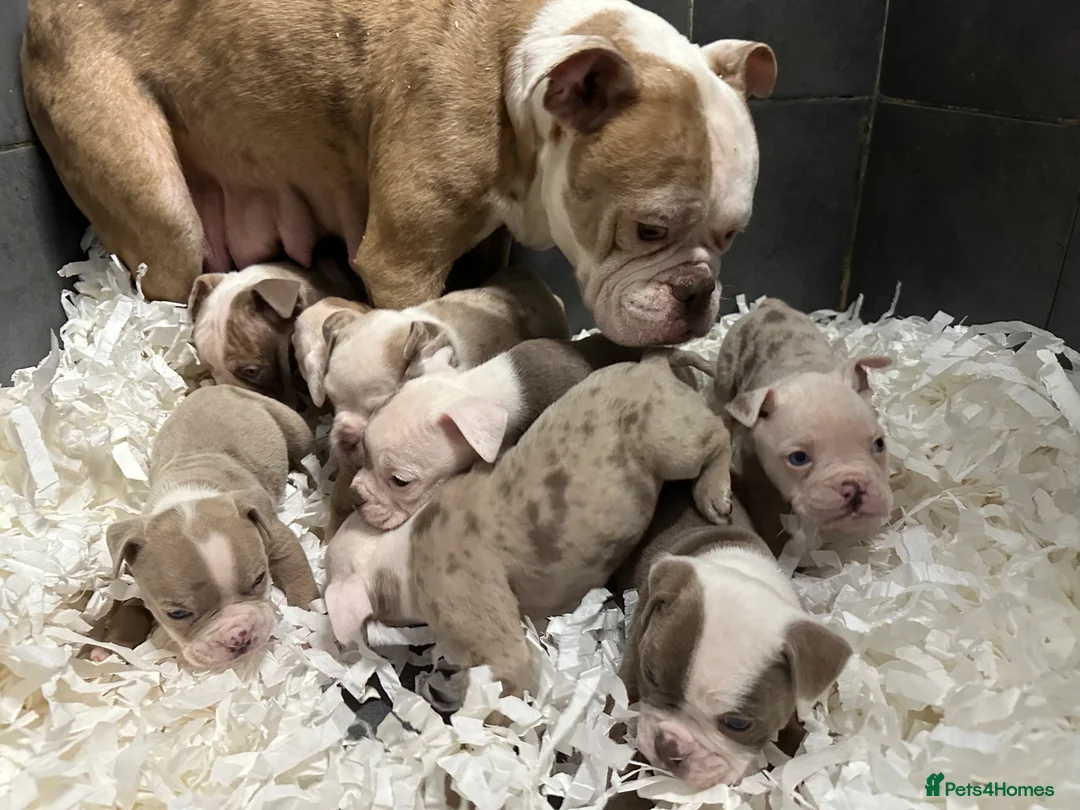 Olde English Bulldogge dogs for sale: 23❤️YEARS❤️5⭐️RATED❤️LICENSED❤️PROFESSIONALS❤️ - Advert 6