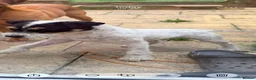 Jack Russell dogs for stud: Jack Russell Stud Dog  - Advert 5