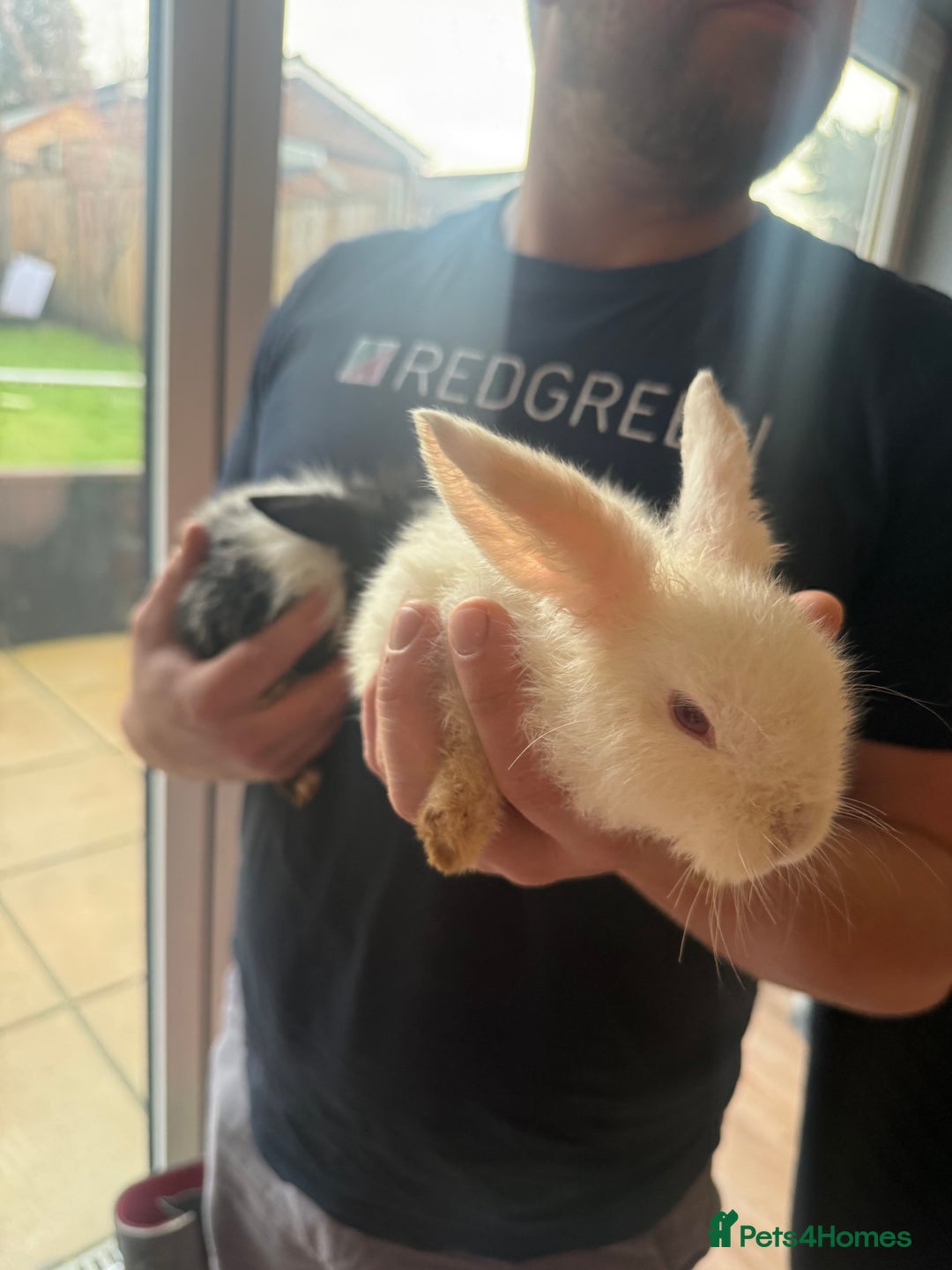 Mixed Breed rabbits for sale: White bunny rabbit - Advert 3