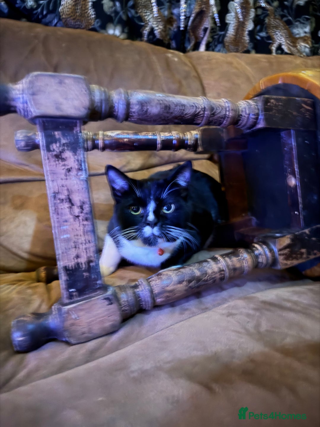 Domestic Shorthair cats for sale: Sonic & Melody (including kitten bundle) - Advert 7