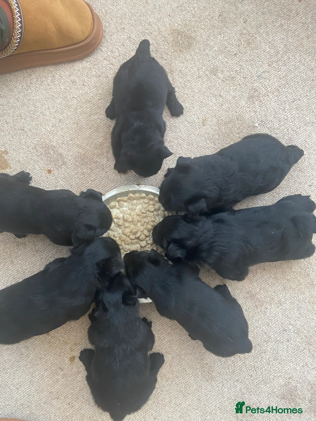 Scottish Terrier dogs for sale: Adorable Scottish Terror Puppies  - Advert 2