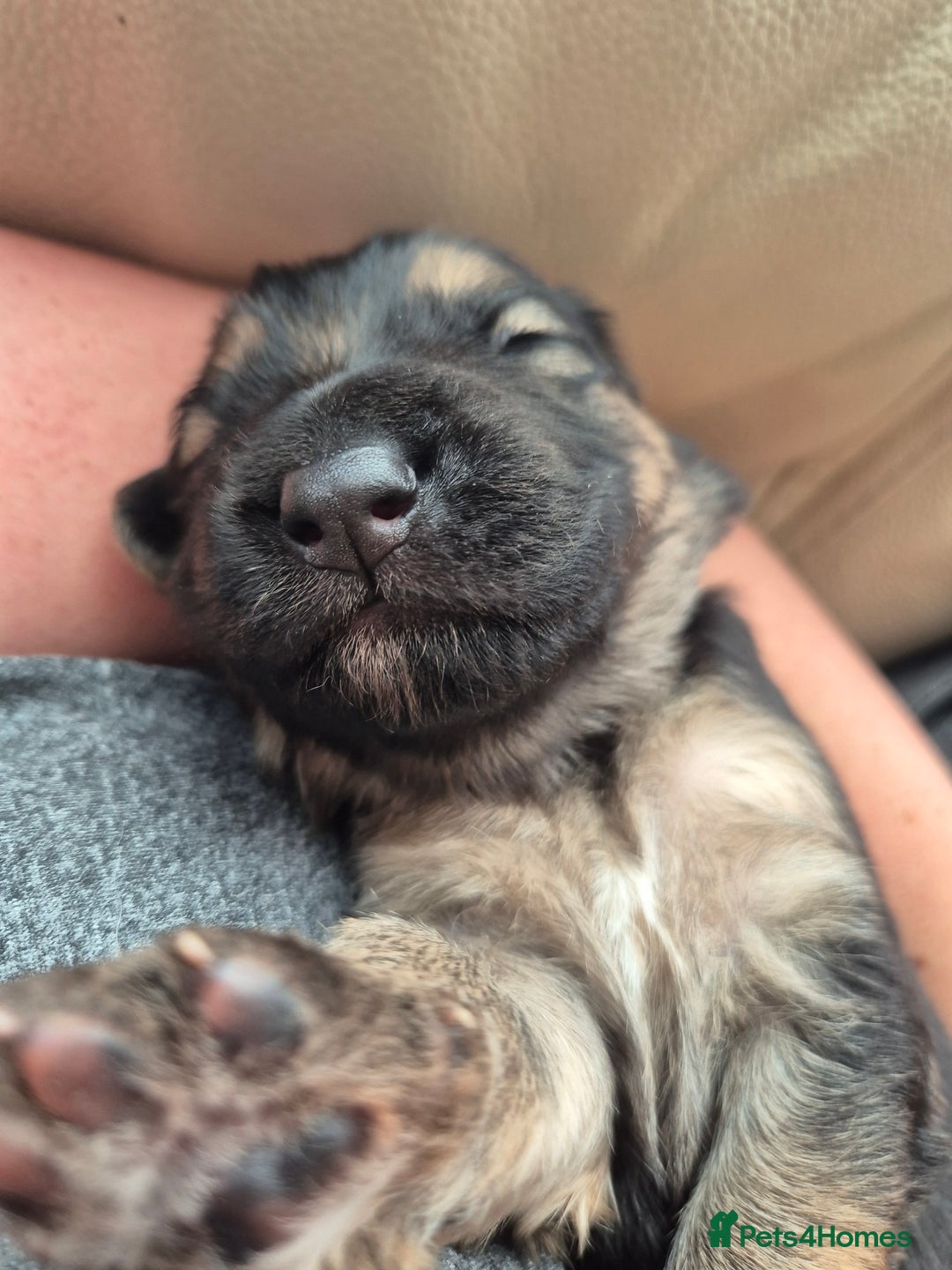 German Shepherd dogs for sale: German Shepherd  - Image 4
