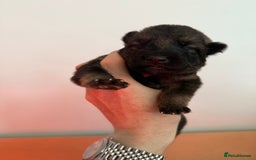 German Shepherd dogs for sale: Beautiful Working Line German Shepherd Puppies - Image 12