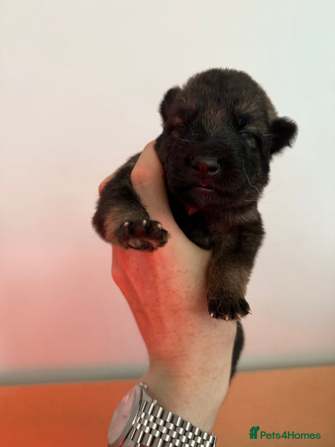 German Shepherd dogs for sale: Beautiful Working Line German Shepherd Puppies - Image 12