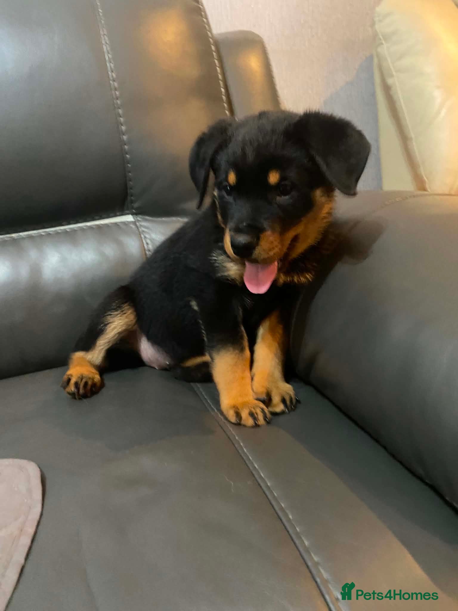 Rottweiler dogs 1 chunky girl left frm Big chunky litter of 9 pups - Advert 4