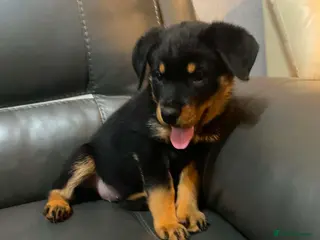Rottweiler dogs 1 chunky girl left frm Big chunky litter of 9 pups - Advert 4