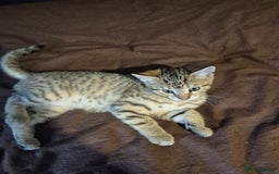 Mixed Breed cats for sale: Adorable Kittens - £150 (Reduced) - Image 6