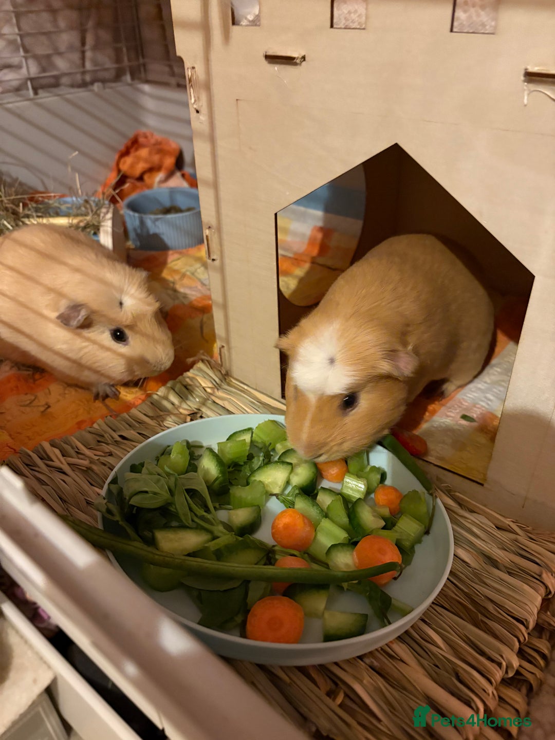 Guinea Pig rodents for sale: X2 male piggies  - Advert 2