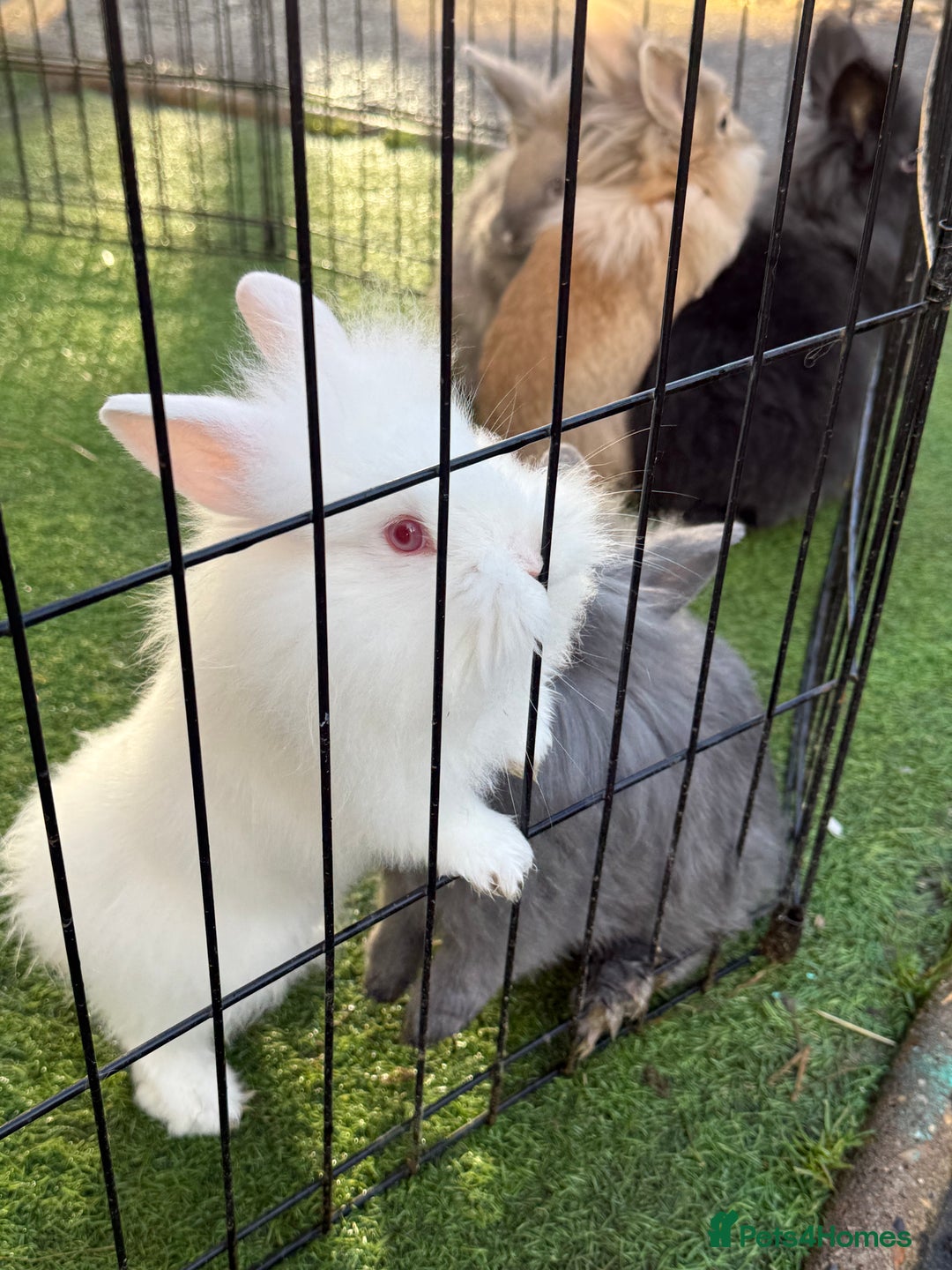Mixed Breed rabbits for sale: Baby rabbits ready now  - Advert 16