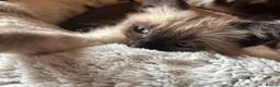 Tonkinese cats for sale: Exquisite Tonkdolls - Advert 5