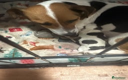 Jack Russell dogs for sale: For sale  - Advert 1