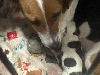 Jack Russell dogs For sale - Advert 1