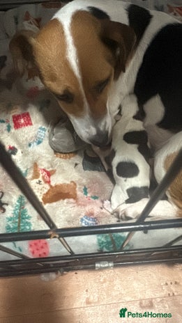 Jack Russell dogs For sale - Advert 1