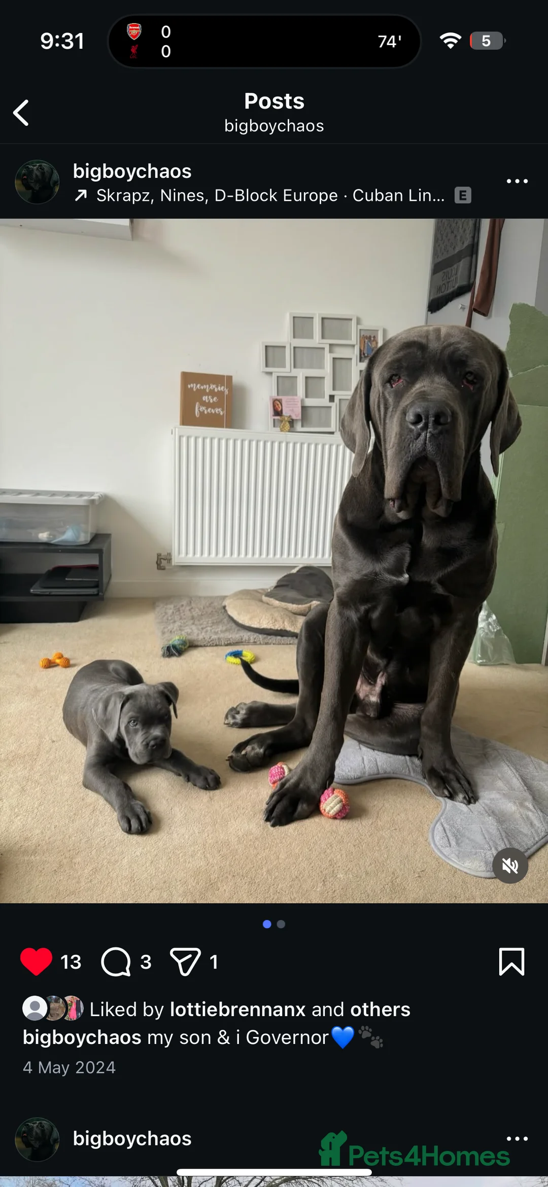 Cane Corso dogs for stud: Big boy chaos🐾 - Advert 11