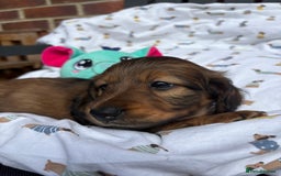Miniature Dachshund dogs for sale: Amazing Champ Bloodlines Mini Dachshunds ✨ - Image 14