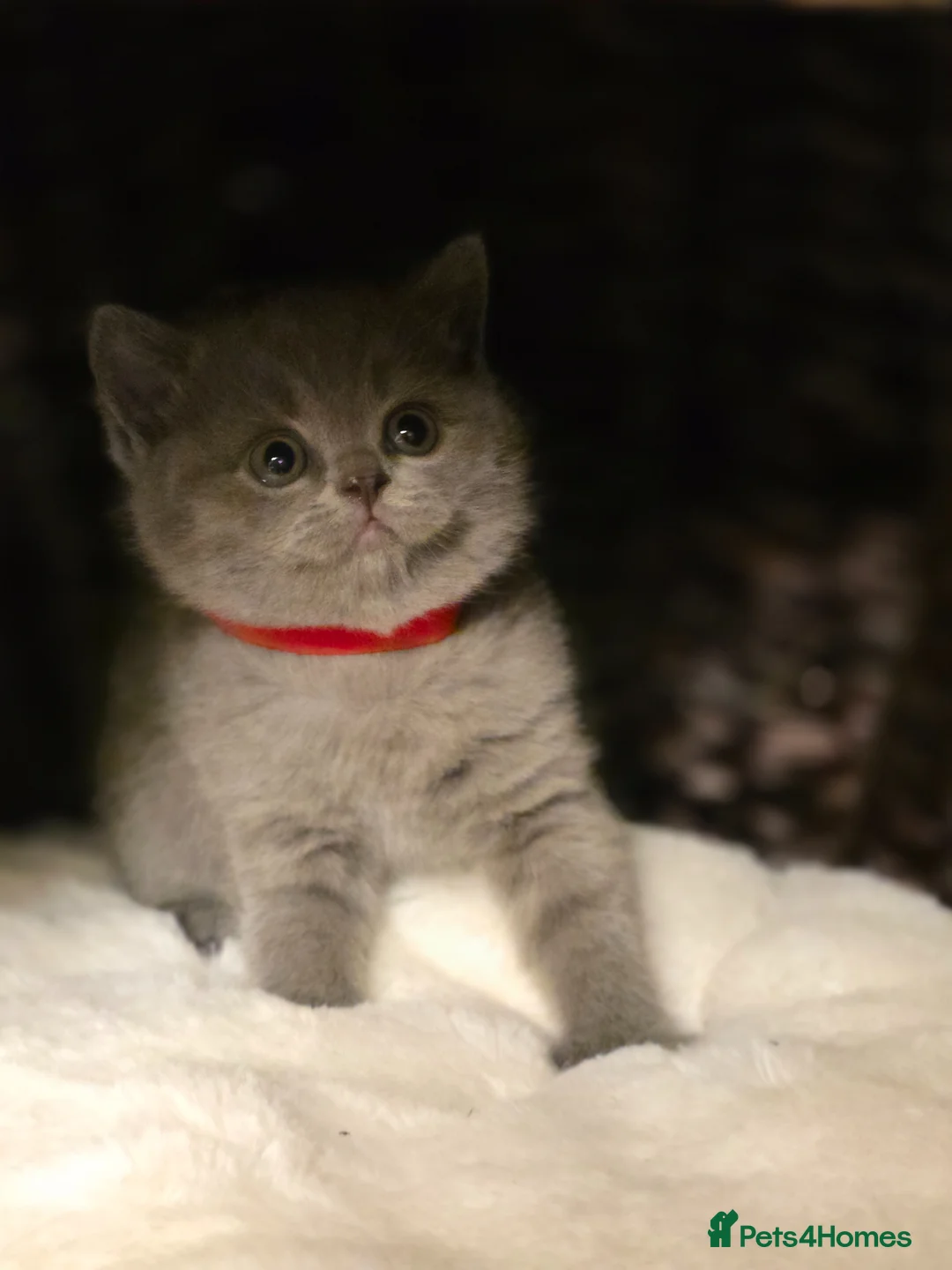 British Shorthair cats for sale: Adorable Chunky British Shorthair Kittens in Spalding - Advert 14