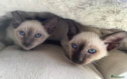 Siamese cats for sale: Siamese kittens - girls  - Image 12