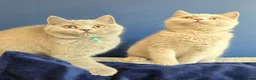 British Shorthair cats for sale: British Shorthair Kittens Teddy Bear chunky Teddys - Advert 9
