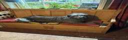 Mixed Breed dogs for sale: Deerhound X Wolfhound puppies  - Advert 22