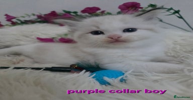 Ragdoll cats 💕GCCF registered ragdoll kittens💕 - Advert 3