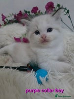 Ragdoll cats 💕GCCF registered ragdoll kittens💕 - Advert 3