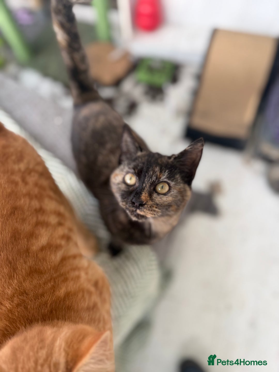 Mixed Breed cats for sale: Ginger and Tortoise shell kittens for sale - Advert 5