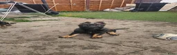 German Shepherd dogs for sale: Working lime German Scheperd puppies - Advert 13